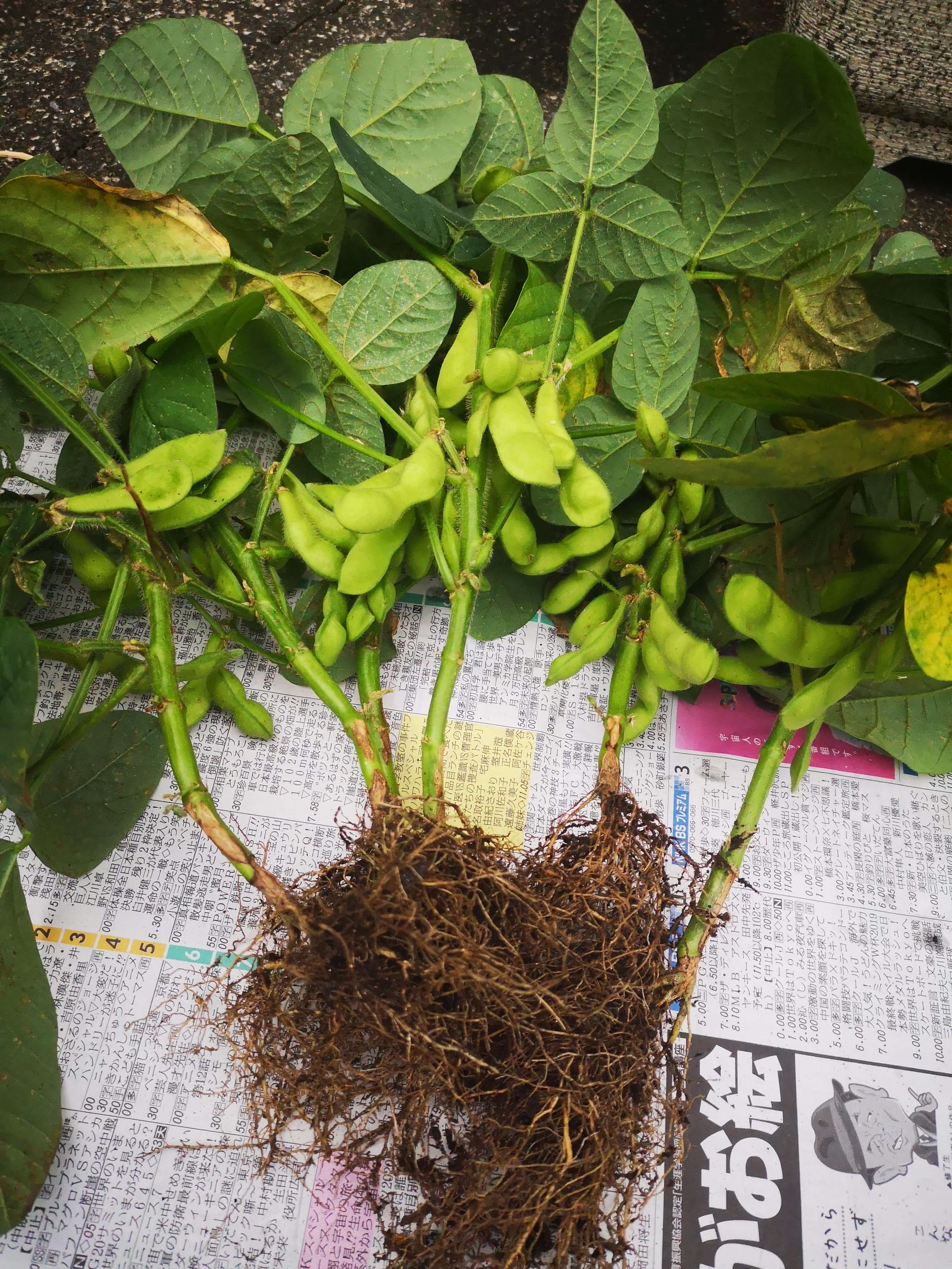 家庭菜園 種から育てた枝豆を収穫して食べてみた 枝豆 ラクダの節約術