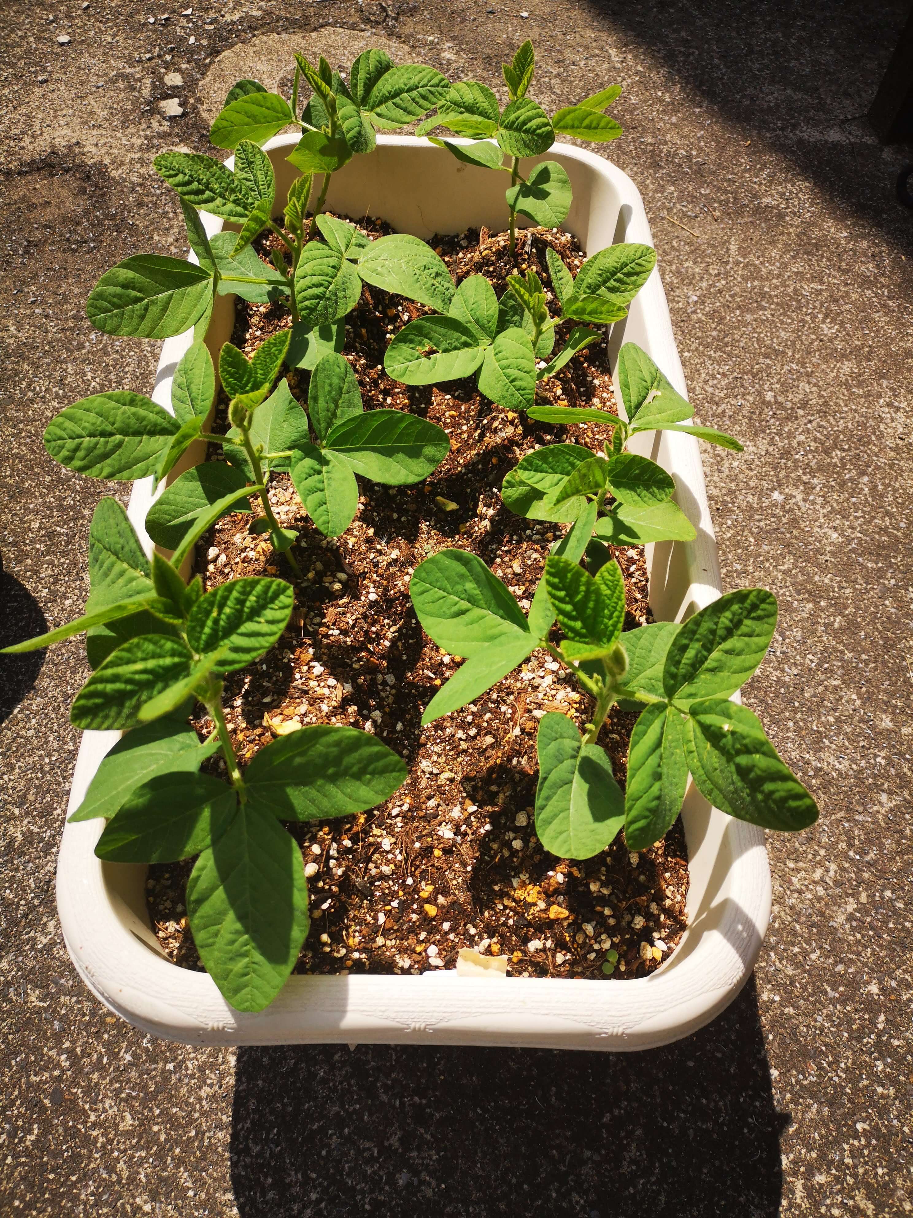 家庭菜園 種から育てた枝豆をプランターへ移し替えて1ヶ月経過 初心者でもできた ラクダの節約術