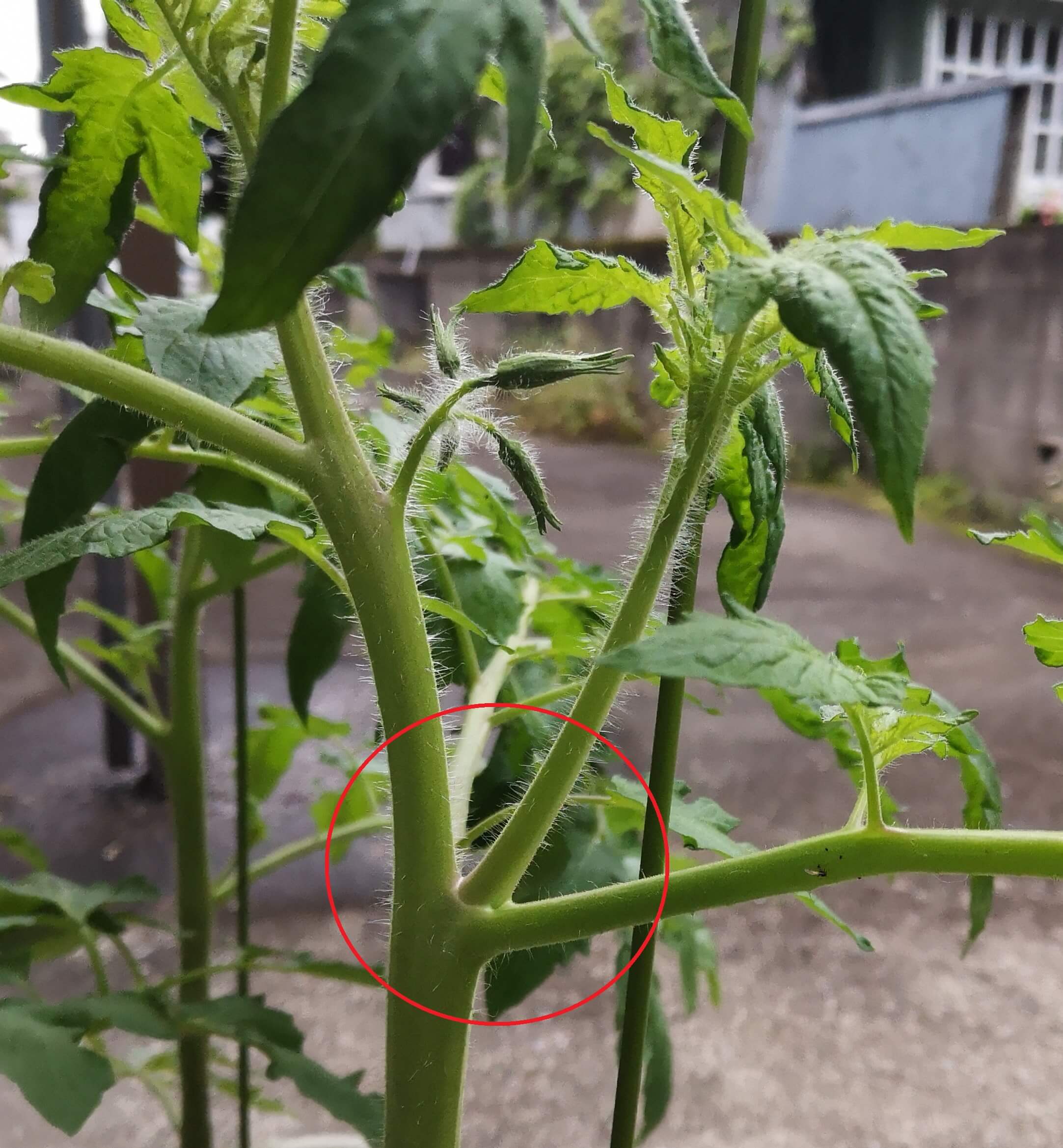 わき芽が成長したトマト