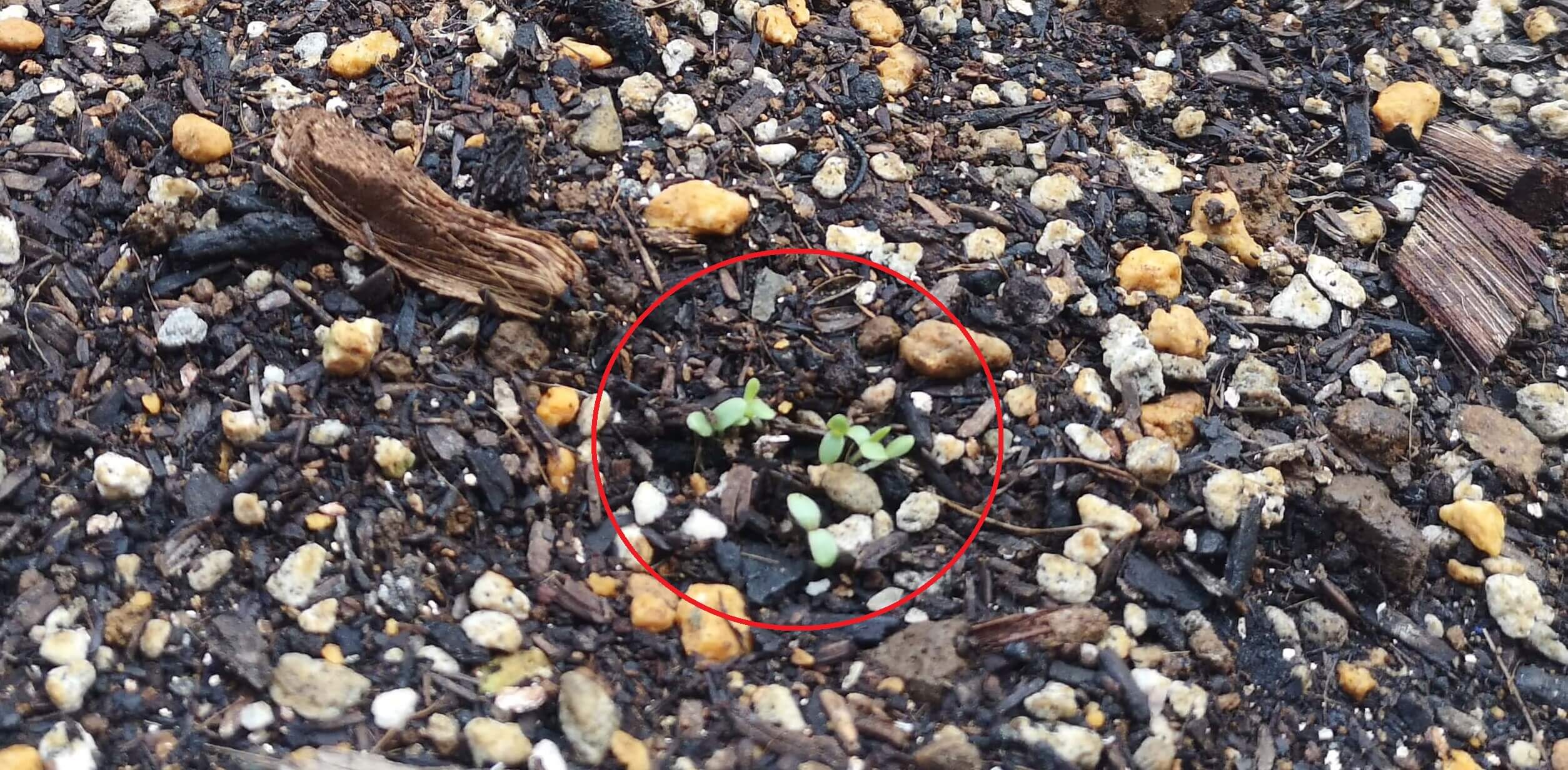 一週間たって小さな芽が出たサニーレタス