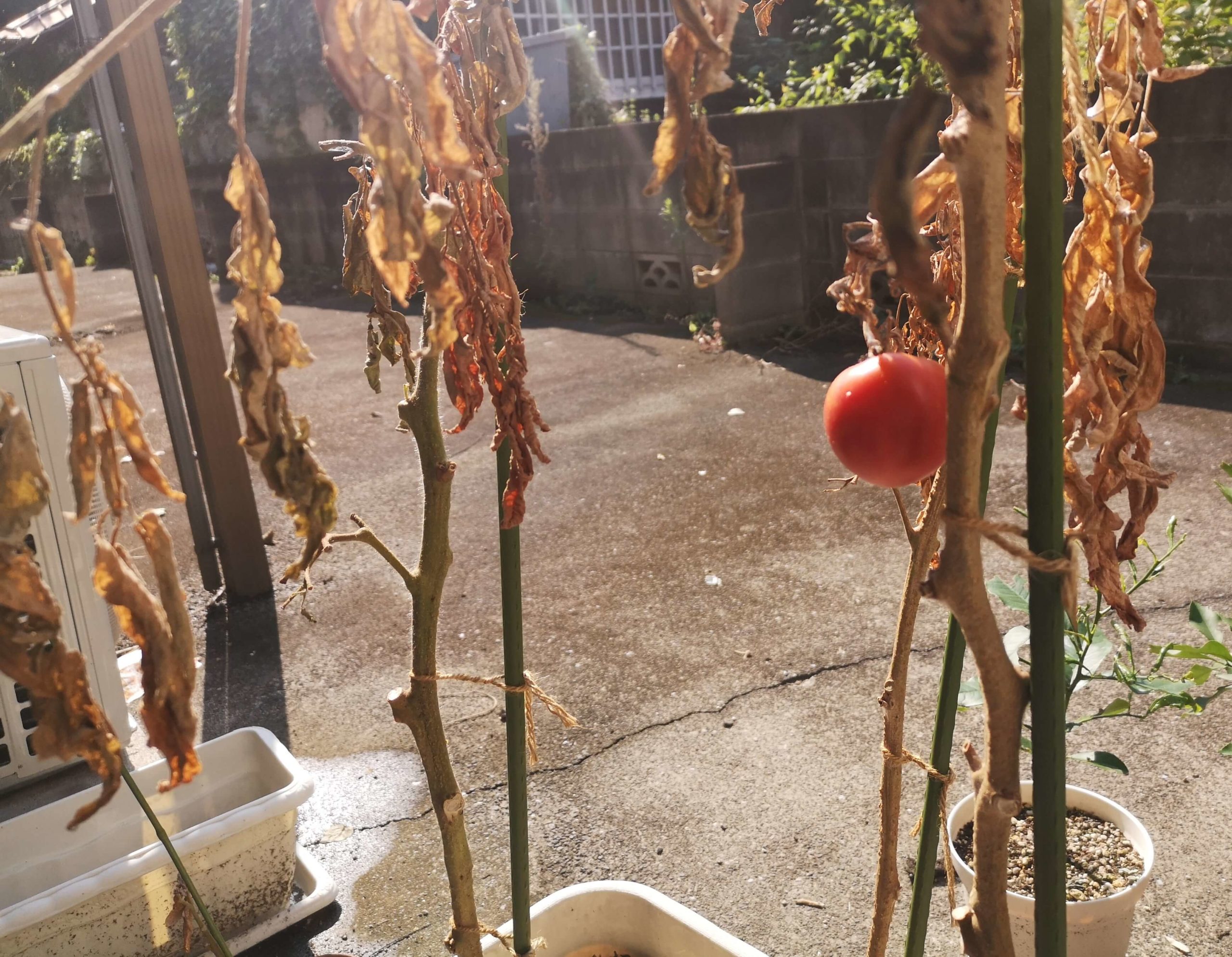 8月になると実は付いているけど葉っぱは枯れ始めてしまったトマト